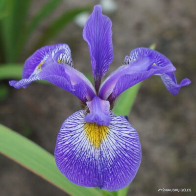 Iris x robusta 'Beetroot'