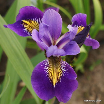 Iris x robusta 'Wooly Bully' (2)