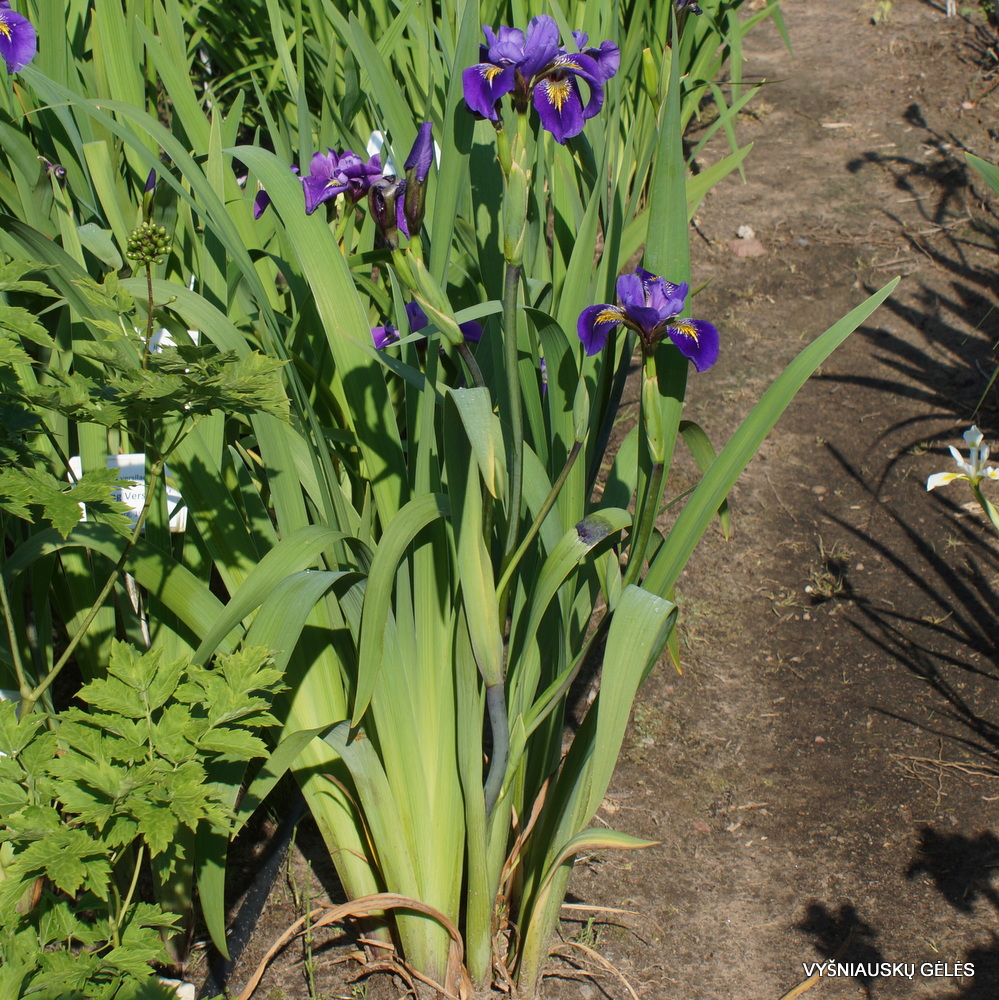 Iris x robusta 'Wooly Bully' (3)