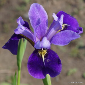 Iris x versilaev 'Fourfold Blue'