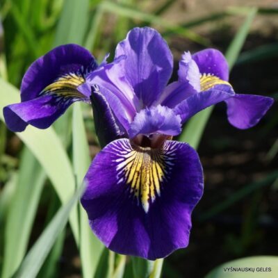 Iris × robusta ‘Wooly Bully’