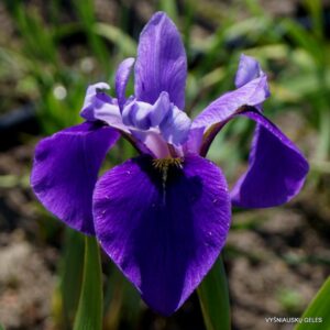 Iris × versilaev ‘Fourfold Blue’