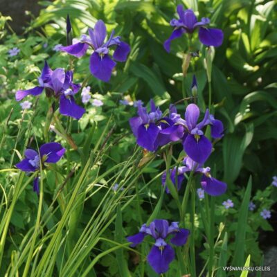 Iris × versilaev ‘Fourfold Blue’