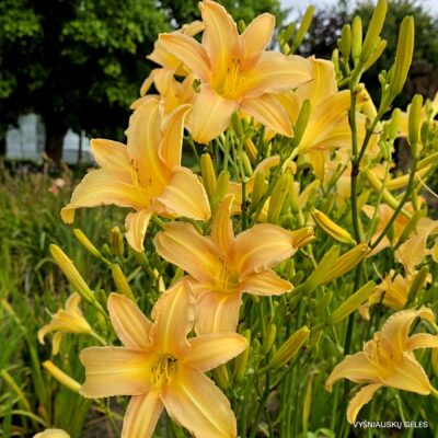 Late Summer Fling (2)