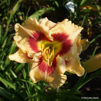 Sachsen Little Monika (2)