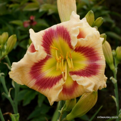 Sachsen Little Monika