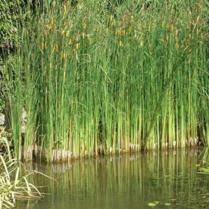 Siauralapis švendras