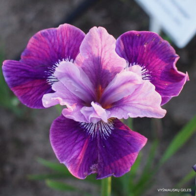 Sibirinis vilkdalgis 'Lady Vanessa'