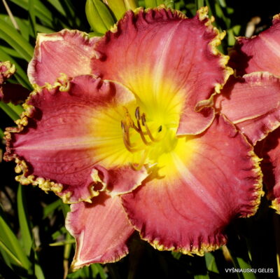 'Vampire‘s Kiss' (2)