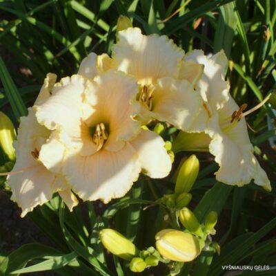 White Rose Memorial