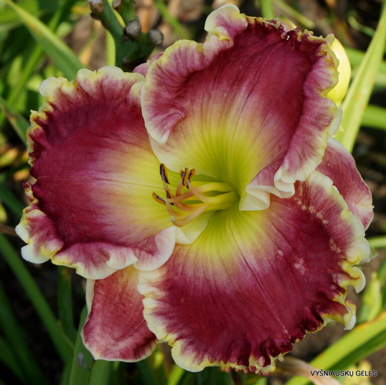 'Cherry Ice Cream Smile' Vyšniauskų gėlės