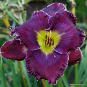 daylily 'Desire of Nations'