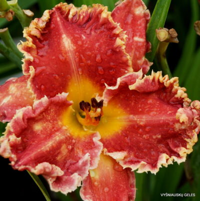daylily 'Gasping for Breath'