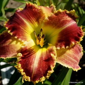 daylily 'Upon This Rock'