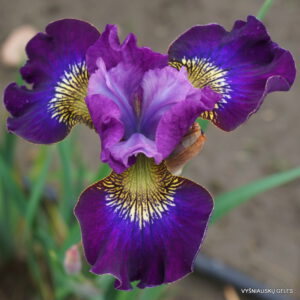 sibirinis vilkdalgis 'Handsome Harry'