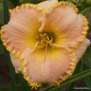 viendienė 'Annette‘s Magic'