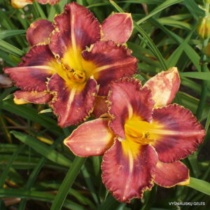 viendienė 'Barracuda Bay'