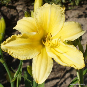 viendienė 'Berlin Lemon Crepe'