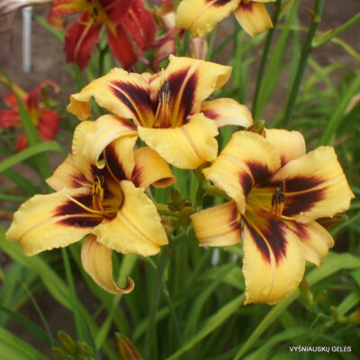 viendienė 'Boitzer Late And Plenty' (2)