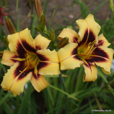 viendienė 'Boitzer Late And Plenty'