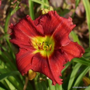 viendienė 'Bridget'