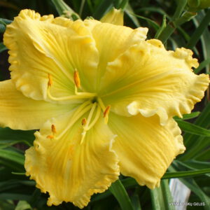 viendienė 'Butter Cream'