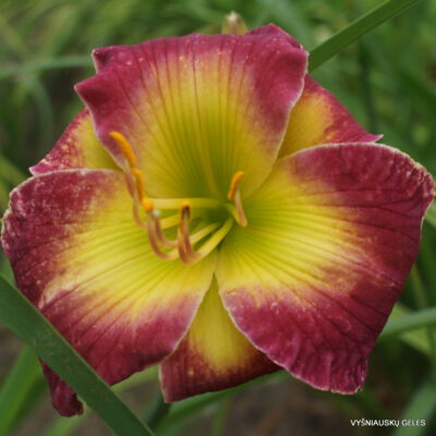 viendienė 'Electric Mist' (2)