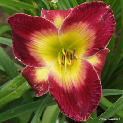 viendienė 'Electric Mist'