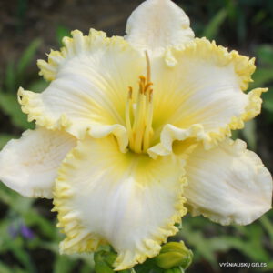 viendienė 'Fantastic Fringe'