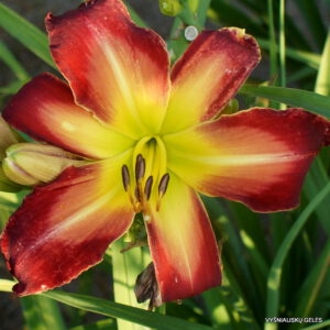 viendienė 'Heavenly Hidden Treasure'