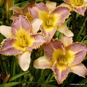 viendienė Lavender Flytrap