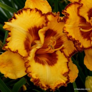 viendienė Ledgewood‘s Cinnamon Lace