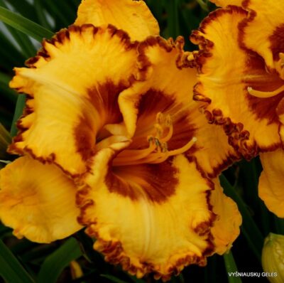 viendienė Ledgewood‘s Cinnamon Lace