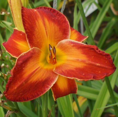 viendienė 'Matchless Fire' (3)