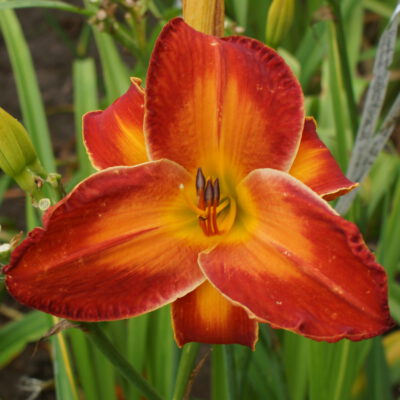 viendienė 'Matchless Fire'