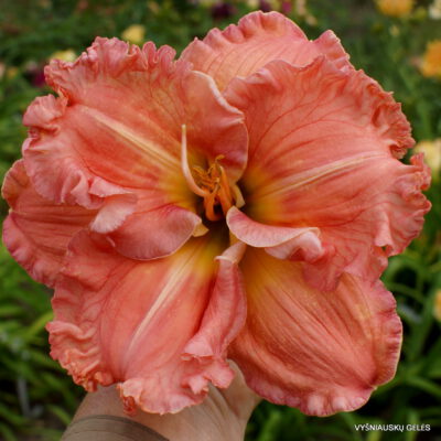 viendienė 'Our Friend Olin'