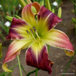 viendienė 'Praying Mantis'