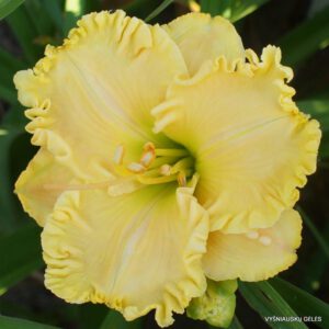 viendienė 'Sweet Temptation'