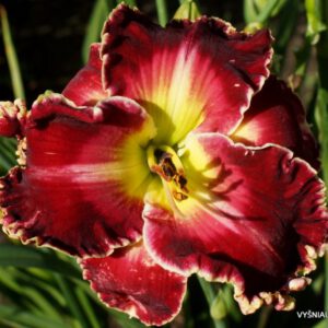 viendienė 'The Ultimate Sacrifice'