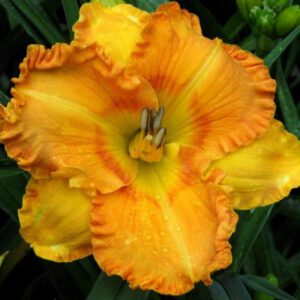 viendienė 'Tigerland'