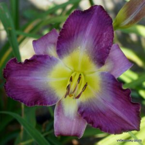 viendienė 'When You‘re Lonely'