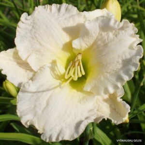 viendienė 'White Crinoline'