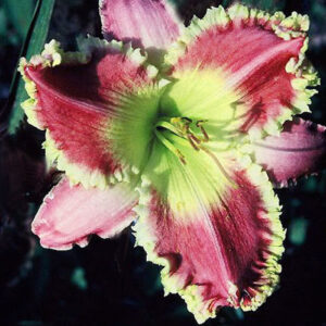 viendienė 'Wild Thornberry'