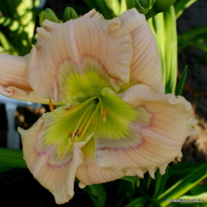 viendienė ‘Green Eyed Envy’