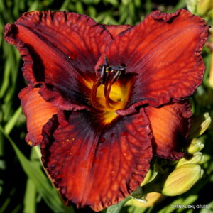 ‘Apatura Chestnut Fire’