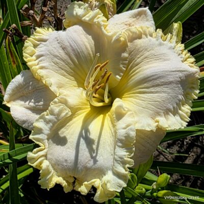 ‘Arctic Lace’ (2)