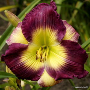 ‘Awed By Claude’