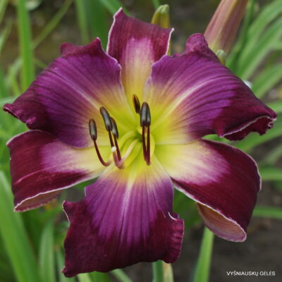 ‘Jackie Canner’ (2)