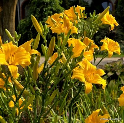 ‘Septembergruss’ (2)