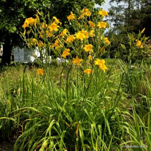 ‘Septembergruss’